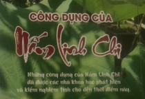 Nấm linh chi có tác dụng gì